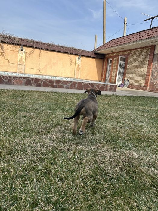 Собака помесь Стаффорда