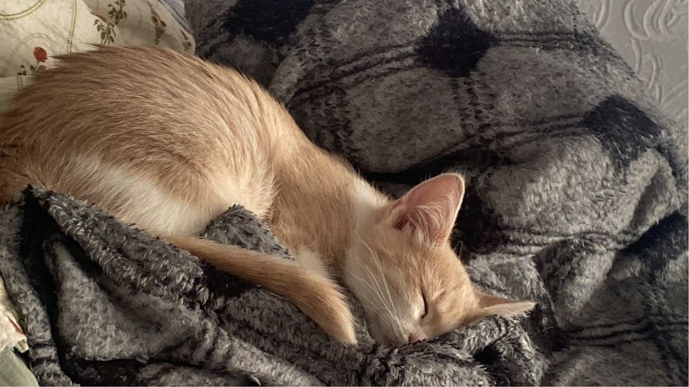 Отдам 2 котенка