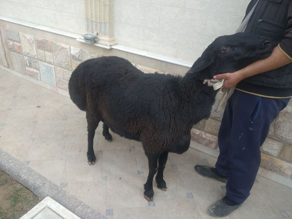 Qoylar qõchqorlarmiz bor  4 milondan boshlanadi