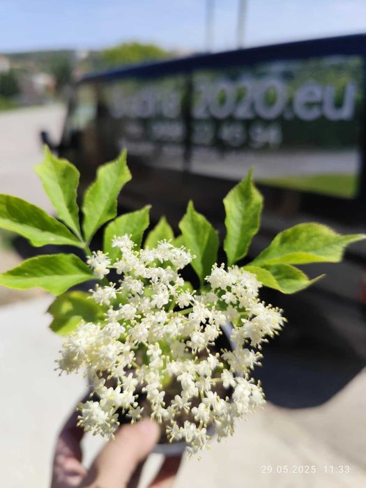 Бъз - Бял   Разсад