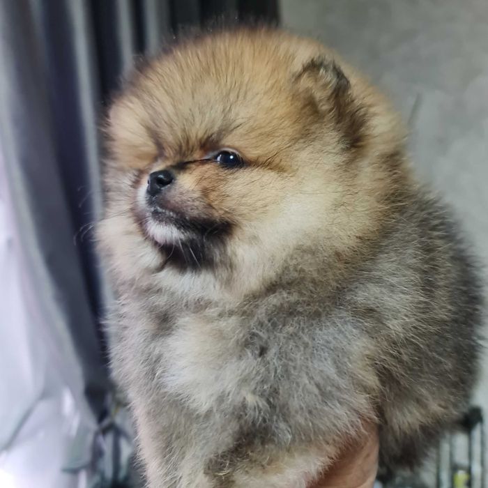 Померанский миник шпиц