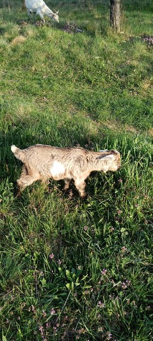 Ied angonubian metis