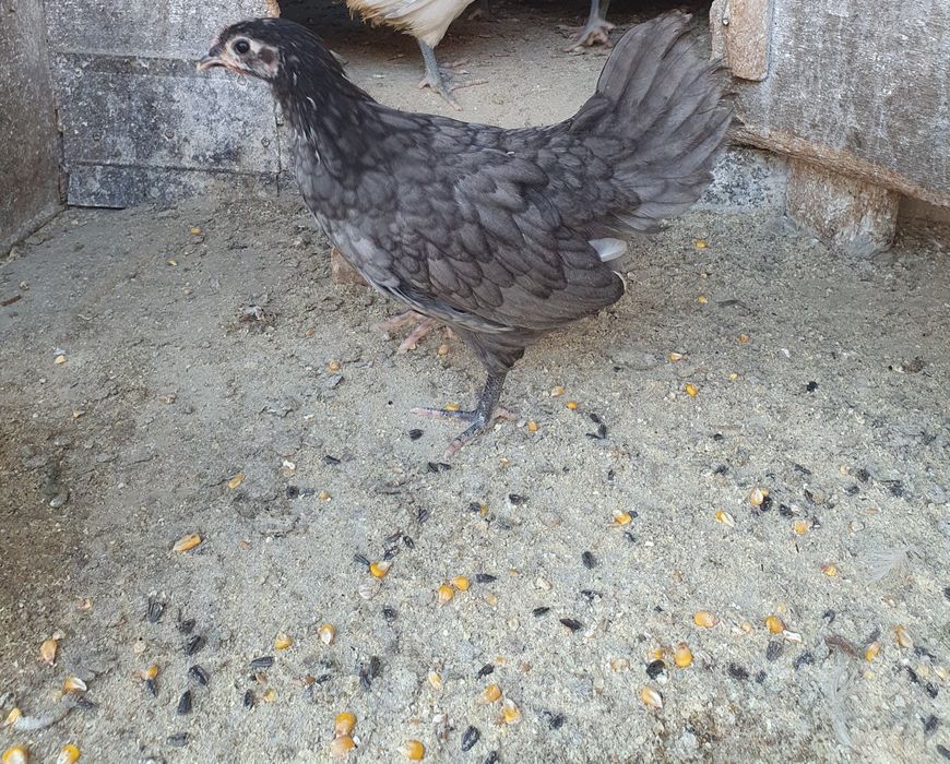 Pui australorp , motate olandeze