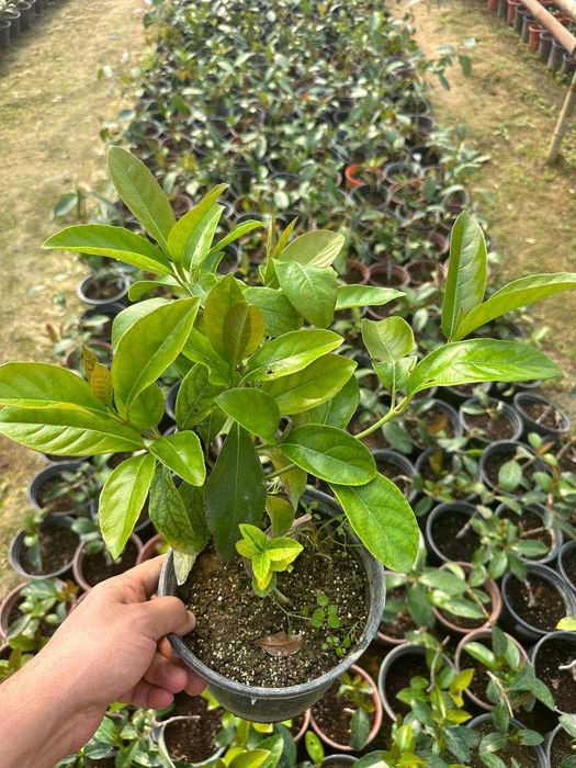 Брисклет аура, браво, гринспринс. Лисидум Euonymus Green Spire 3 L.