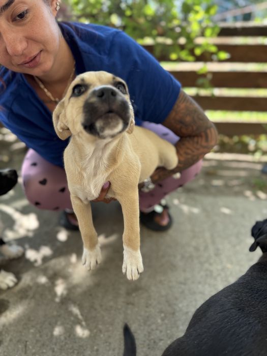 Metis amstaff 2 luni