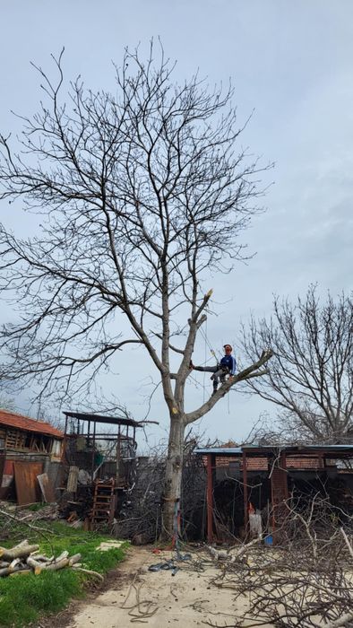 Професионално Рязане на Опасни Дървета!
