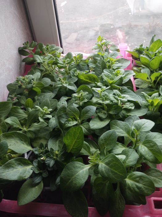 Продам рассаду петунии, грандифлора.