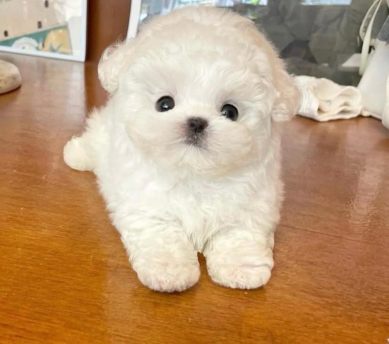 Bichon Maltez Tea Cup Toy