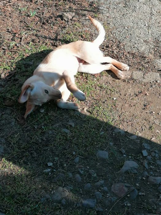 Подарявам къченце