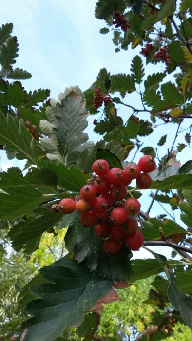 Семена и фиданки Дъб Скоруша Бук Габър Еводия Албиция Пекан Лимон Глог