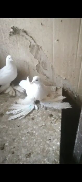 Голуби голуби голуби