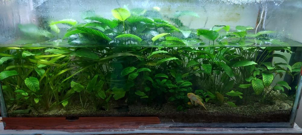 Аквариумное растения анубиас
