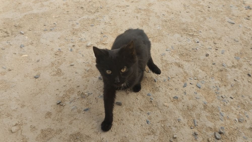 Мысықтың марғаулары