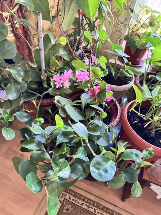 Домашние комнатные цветы