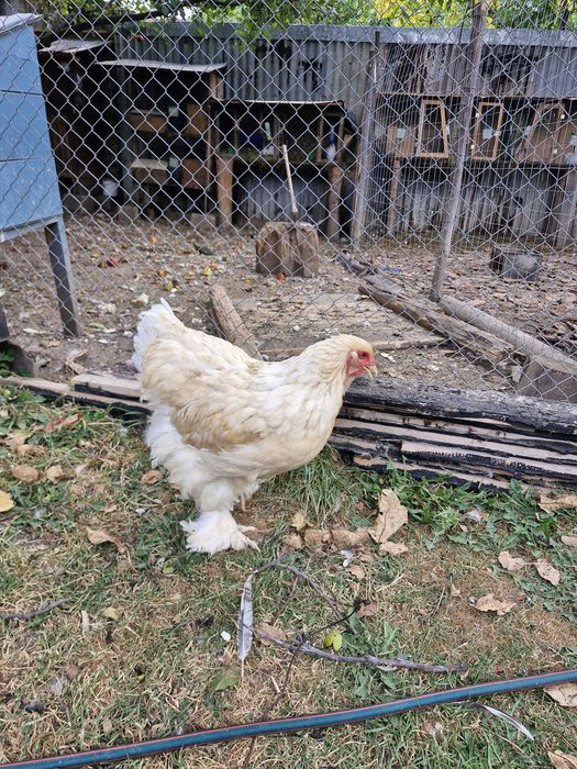 Găini Brahma Lemon