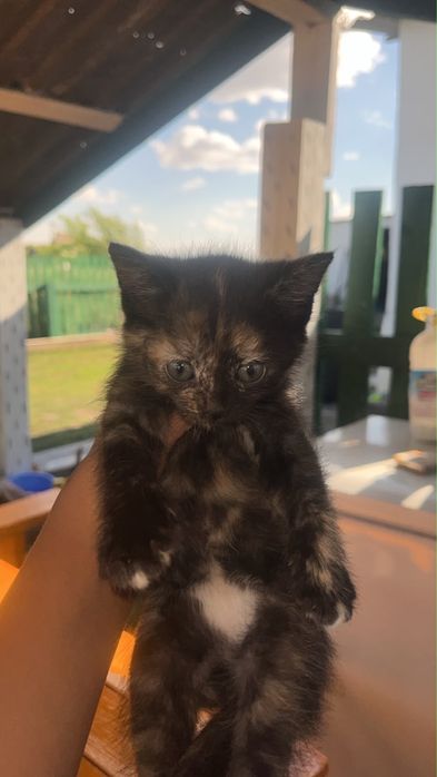 Котенки милыееее