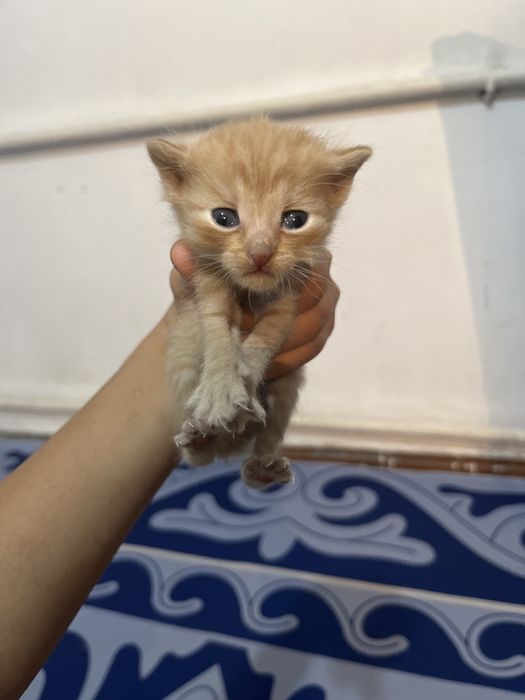 Котята отдам в хорошие руки