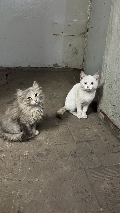 отдам котят в добрые руки