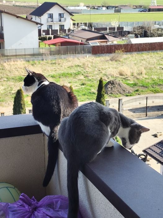 Adopție pereche pisici
