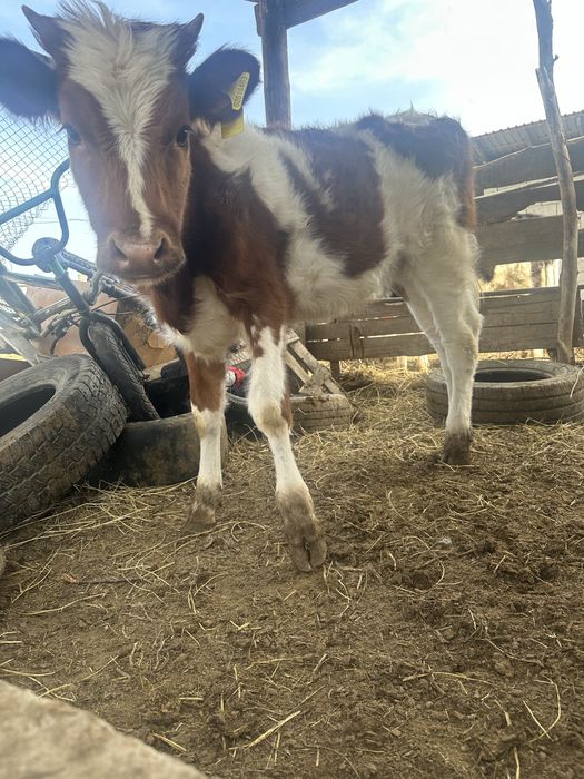 1 жас 1 ай, три тёлки.