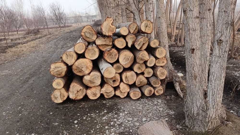 Terak sotiladi tayyor kesilgan 4.30 ga 45 dona bor