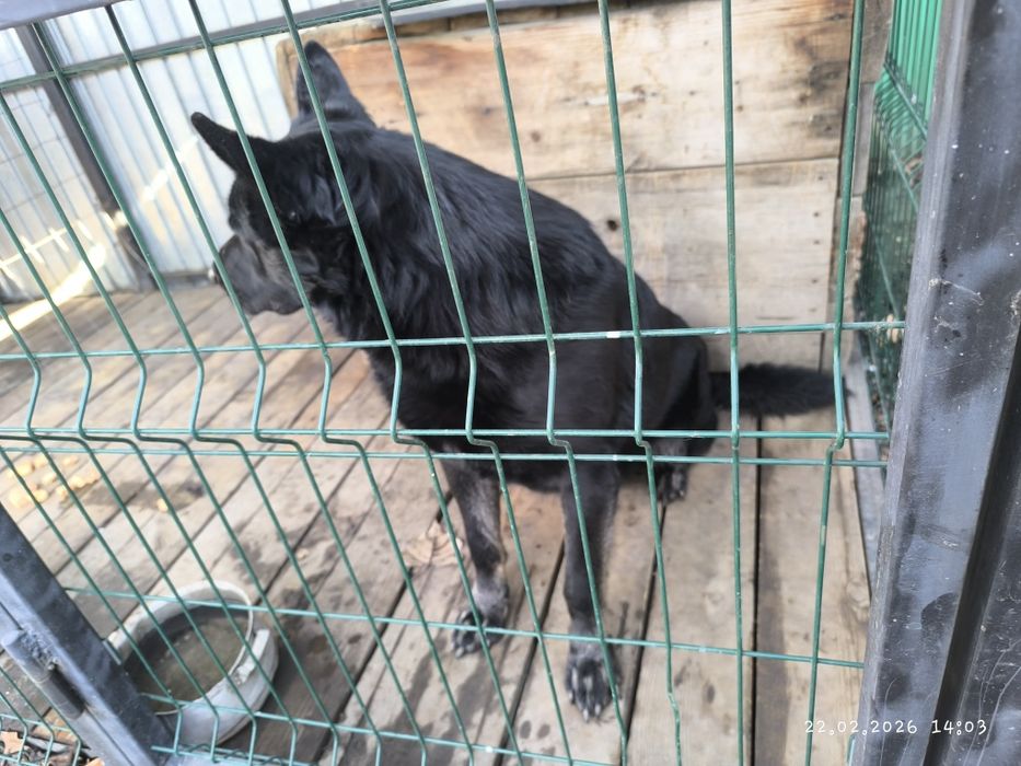 Немецкая овчарка щенок.