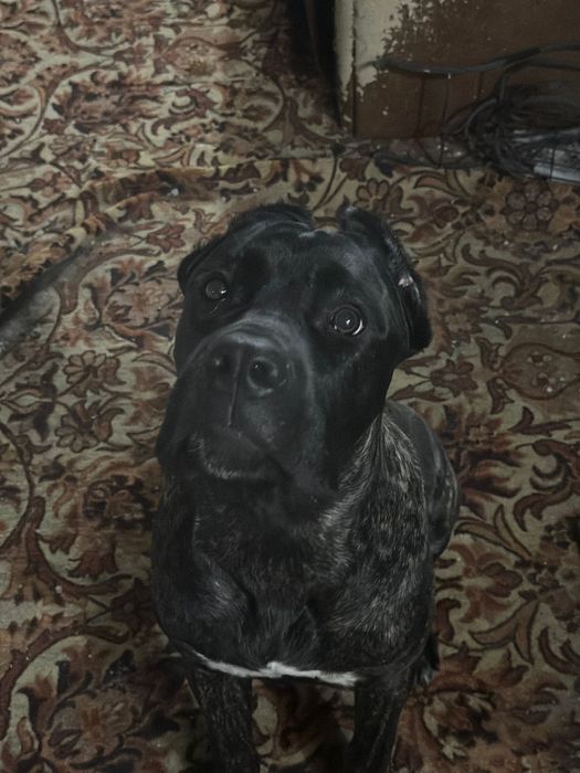 Щенок Кане корсо