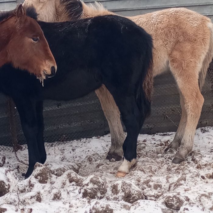 Продам жабагы еркек.
