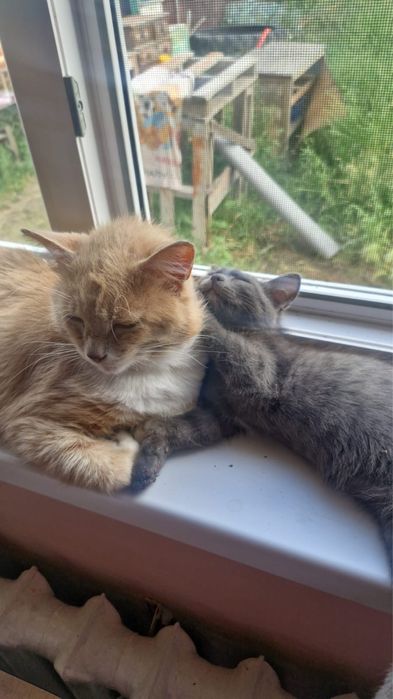 Отдам кота в добрые руки