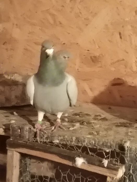 Schimb porumbei voiajori vaccinați și frumosi