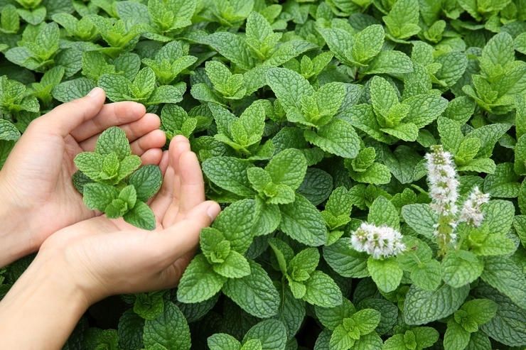 Цветы многолетние рассада