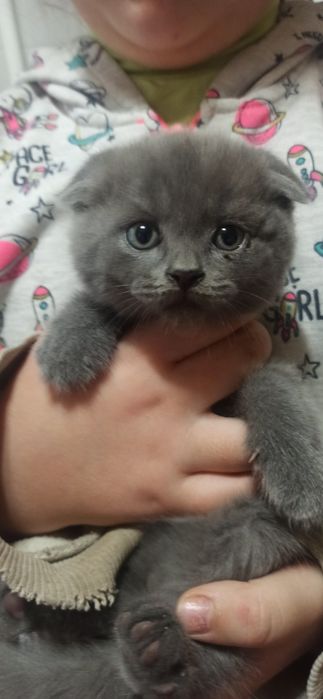 Продам веслоухих котят