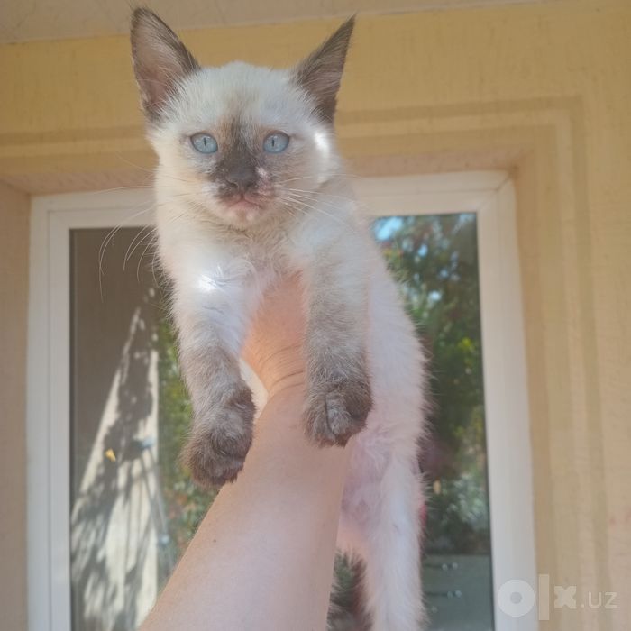 Котёнок сиамский 2 месяцев