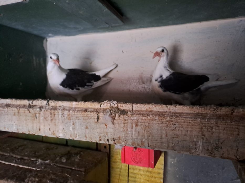 Vând porumbei voiajori căpăciți