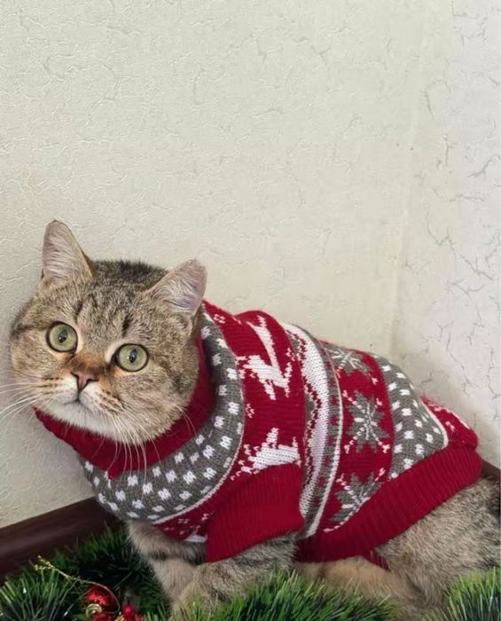 срочно пропал кот за нахождение имеется вознагрождение