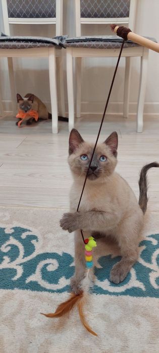 Отдам бесплатно котенка