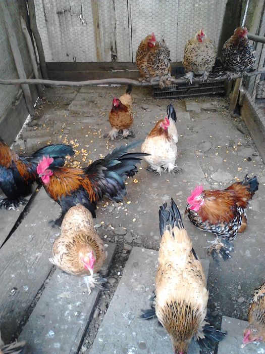 gaini si cocosei pitici mii de flori