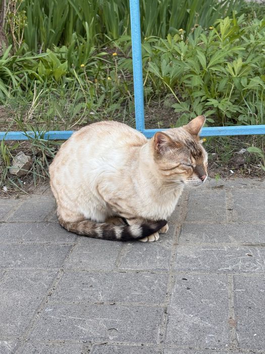 Кошка бенгальская