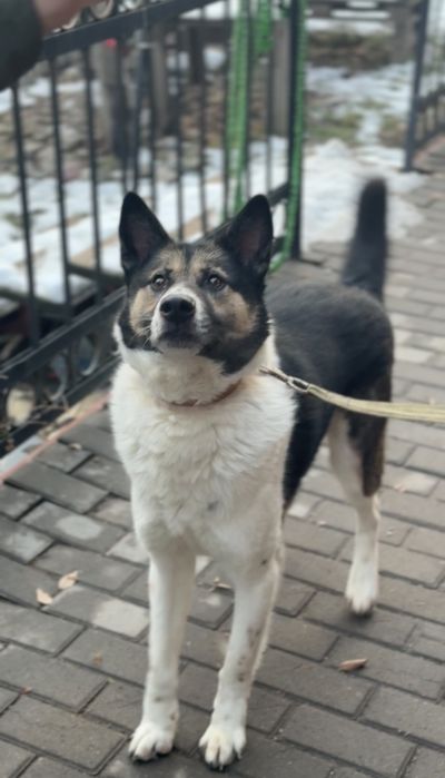 Молодой пёс в добрые руки