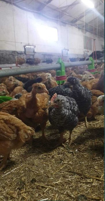 Pui alb și rasă mixtă