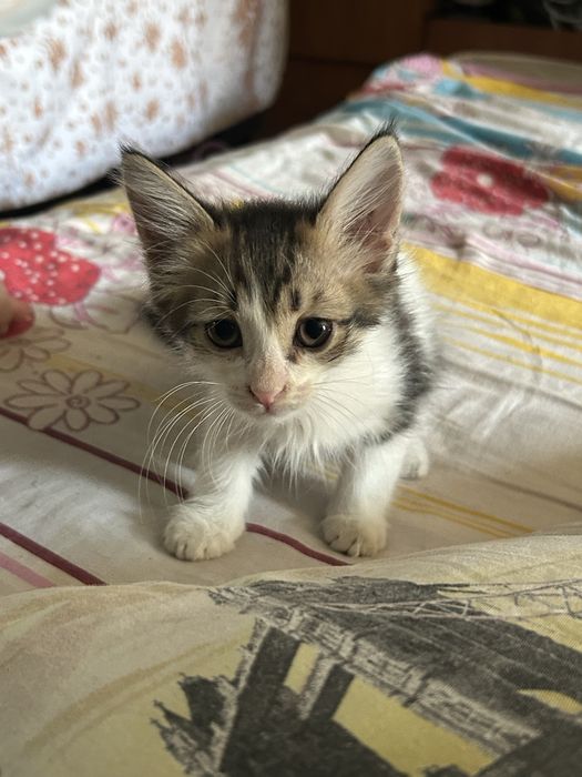 Отдаю котят в добрые руки