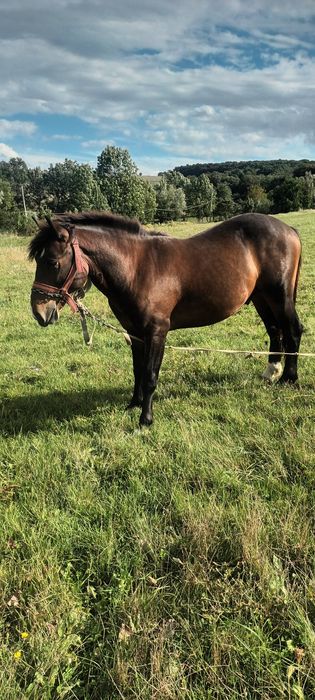 Vand sau schimb cu vitei oi sau capre