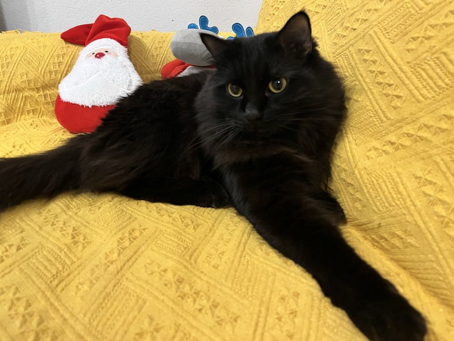 Красивый кот добрым людям!