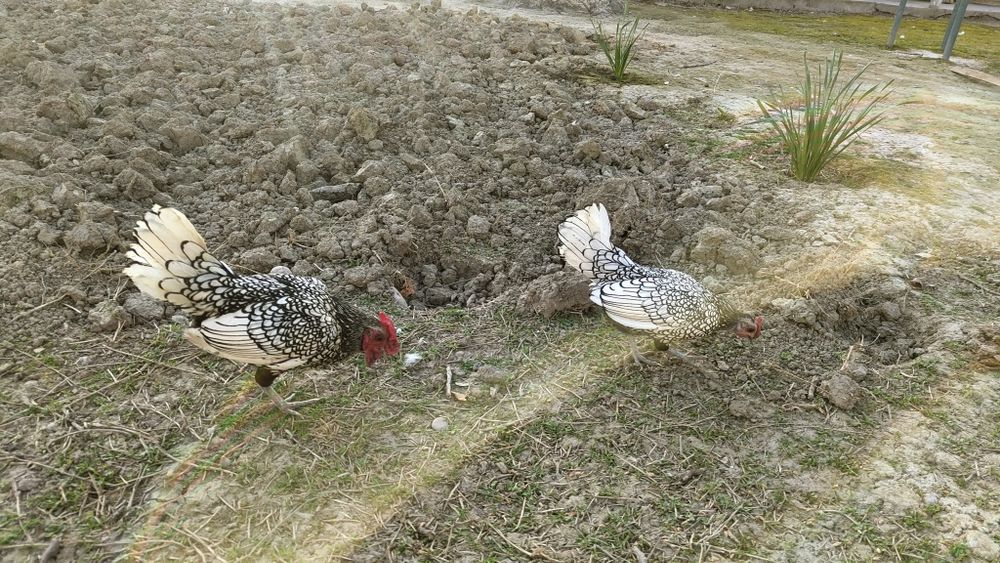 Брама инкубацион тухумлари