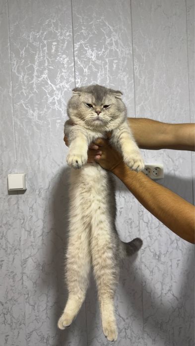 ВЯЗКА!! шотландский вислоухий кот (Скоттиш-фолд) приглашает на вязку