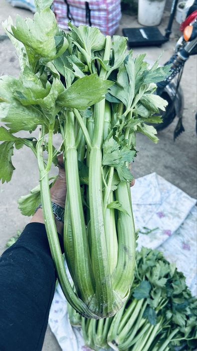 Черешковый сельдерей