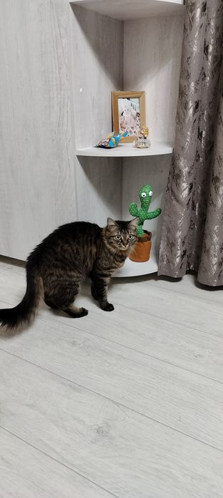Отдам в хорошие руки кошку