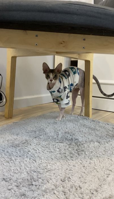 Кошка канадский сфинкс