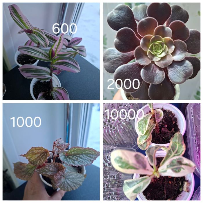 Продам комнатные цветы.