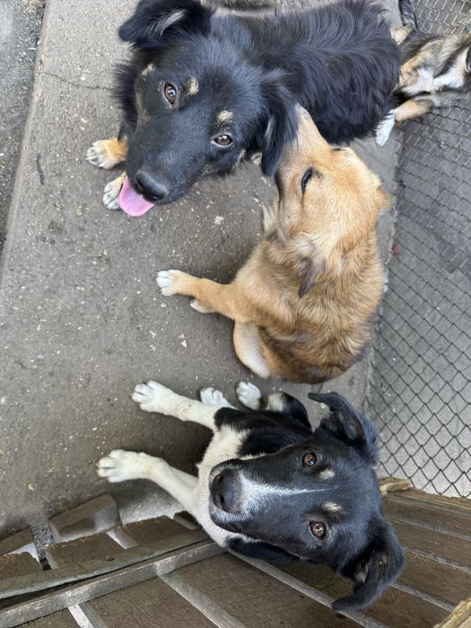 Подарявам кученца - Спешно търсят дом